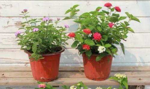 宿州小三爆料视频最新,真相揭露，道德底线再受冲击  第2张